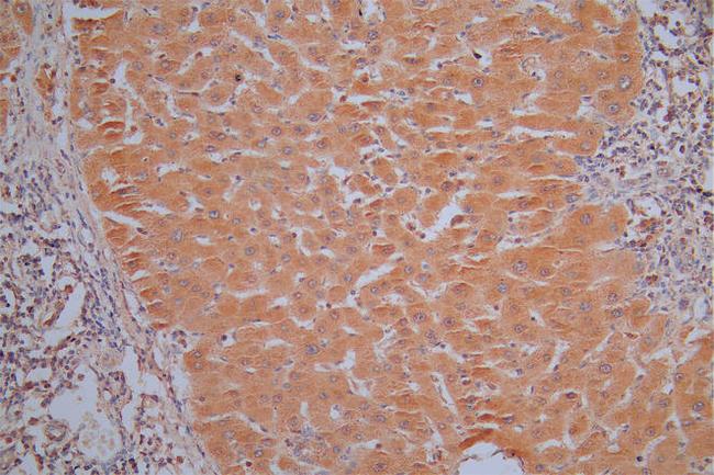 Annexin A1 Antibody in Immunohistochemistry (Paraffin) (IHC (P))