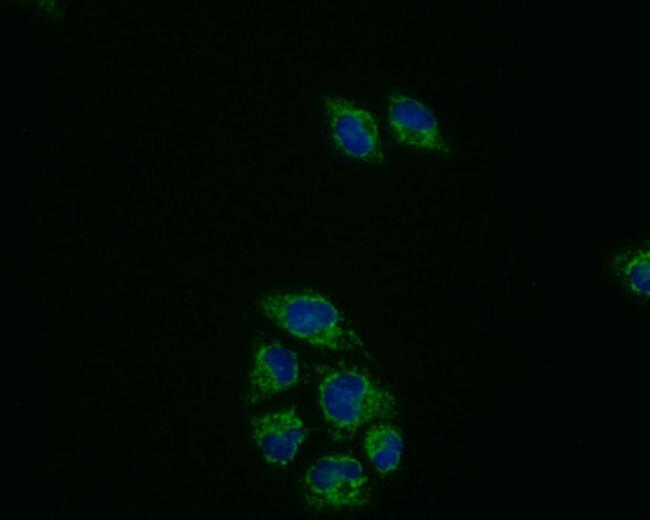 PRDX3 Antibody in Immunocytochemistry (ICC/IF)