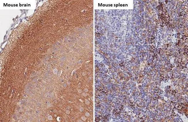 alpha Synuclein Antibody in Immunohistochemistry (Paraffin) (IHC (P))