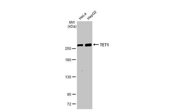 TET1 Antibody in Western Blot (WB)