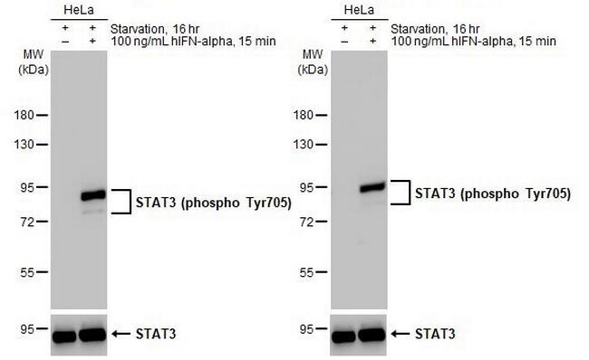 Phospho-STAT3 (Tyr705) Antibody in Western Blot (WB)