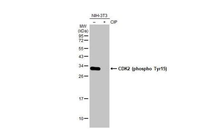 Phospho-CDK2 (Tyr15) Antibody in Western Blot (WB)