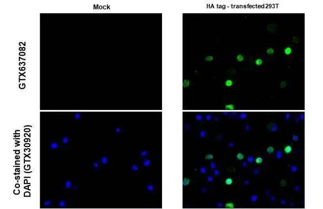 HA Tag Antibody in Immunocytochemistry (ICC/IF)