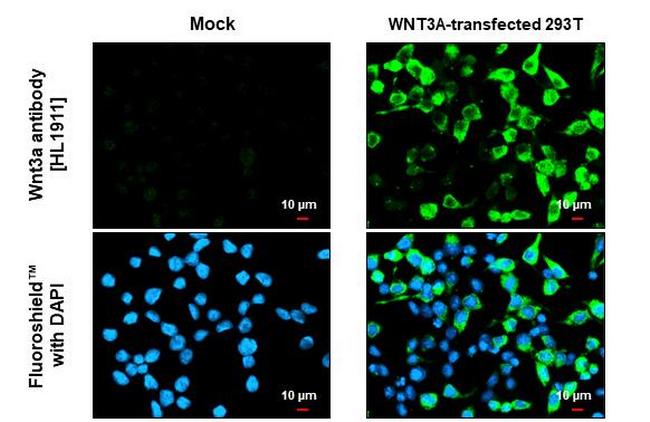 WNT3A Antibody in Immunocytochemistry (ICC/IF)