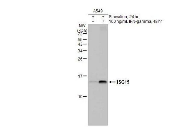 ISG15 Antibody in Western Blot (WB)