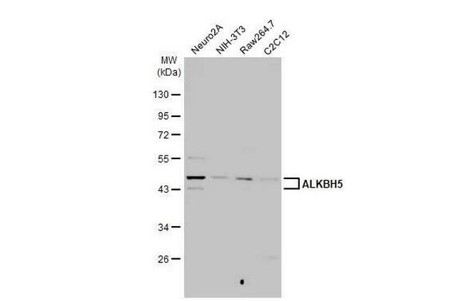 ALKBH5 Antibody in Western Blot (WB)