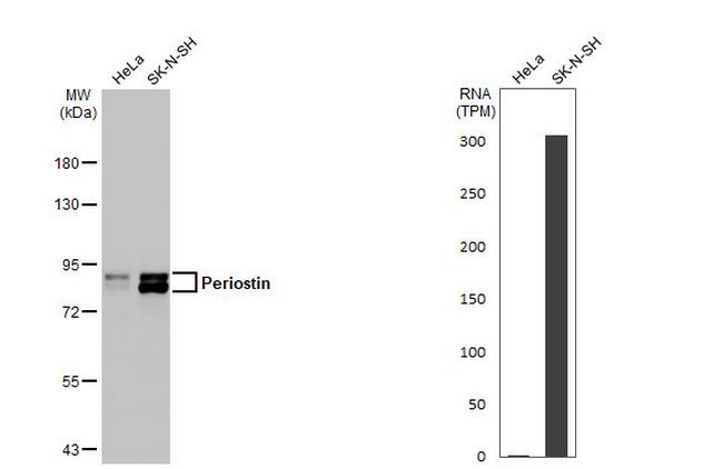 Periostin Antibody in Western Blot (WB)