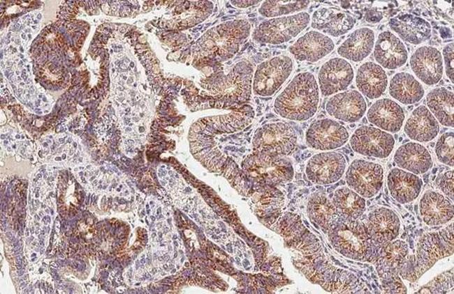 GluD1/GluD2 Antibody in Immunohistochemistry (Paraffin) (IHC (P))