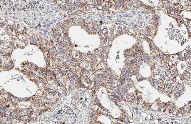 Cytochrome C Antibody in Immunohistochemistry (Paraffin) (IHC (P))