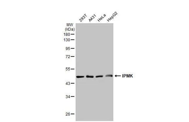 IPMK Antibody in Western Blot (WB)