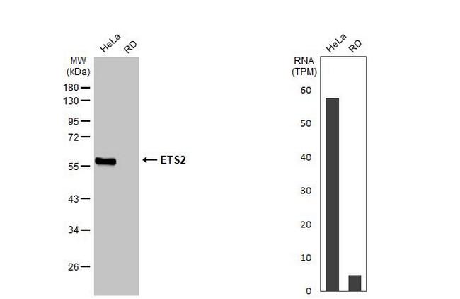 ETS2 Antibody in Western Blot (WB)