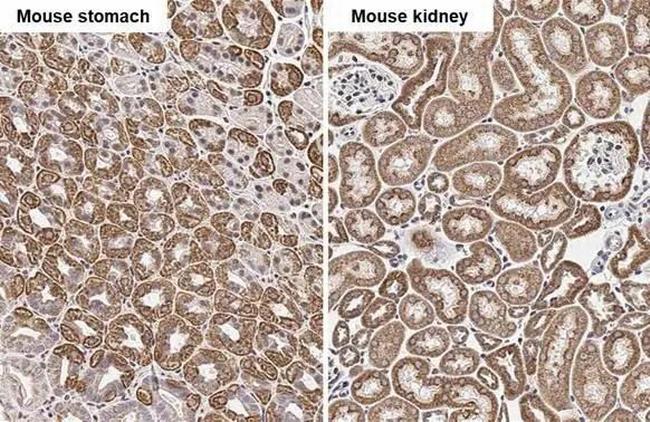 COX4 Antibody in Immunohistochemistry (Paraffin) (IHC (P))