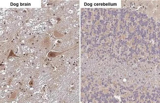 RNaseH1 Antibody in Immunohistochemistry (Paraffin) (IHC (P))