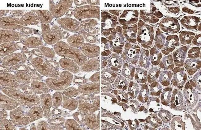 WNT10B Antibody in Immunohistochemistry (Paraffin) (IHC (P))