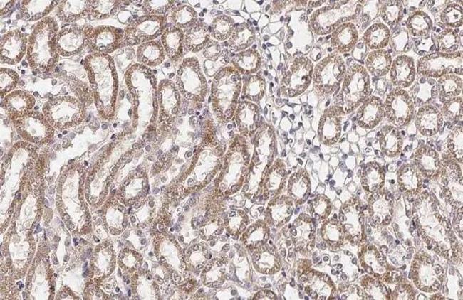 BCKDHA Antibody in Immunohistochemistry (Paraffin) (IHC (P))