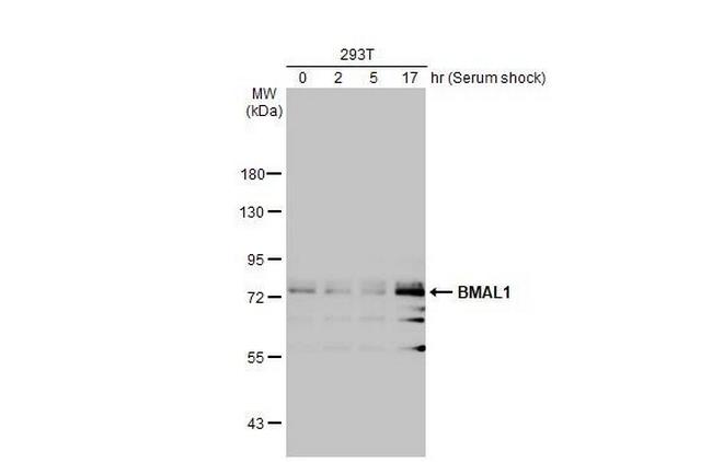 BMAL1 Antibody in Western Blot (WB)