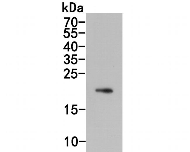 IL-28A Antibody in Western Blot (WB)