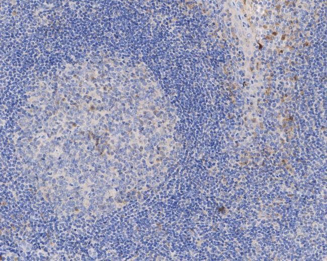 IL-1 beta Antibody in Immunohistochemistry (Paraffin) (IHC (P))