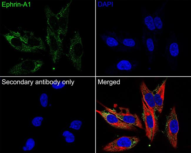 Ephrin A1 Antibody in Immunocytochemistry (ICC/IF)