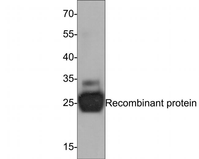 IL-6 Antibody in Western Blot (WB)