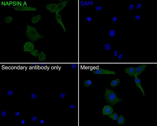 NAPSA Antibody in Immunocytochemistry (ICC/IF)