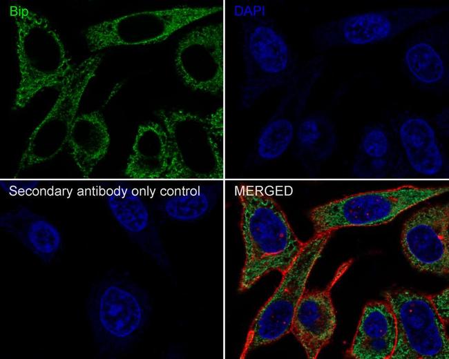 GRP78 Antibody in Immunocytochemistry (ICC/IF)