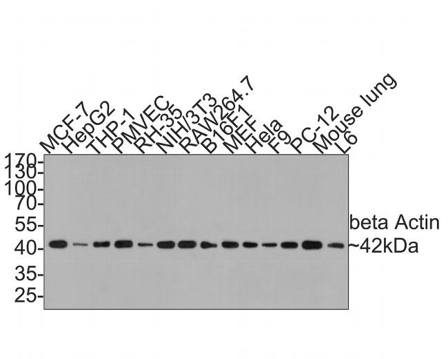 beta Actin Antibody in Western Blot (WB)