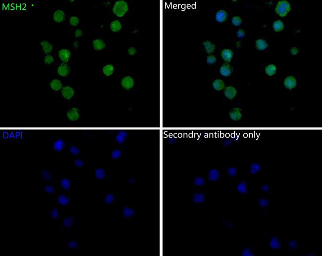 MSH2 Antibody in Immunocytochemistry (ICC/IF)