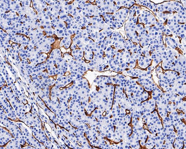 CD34 Antibody in Immunohistochemistry (Paraffin) (IHC (P))