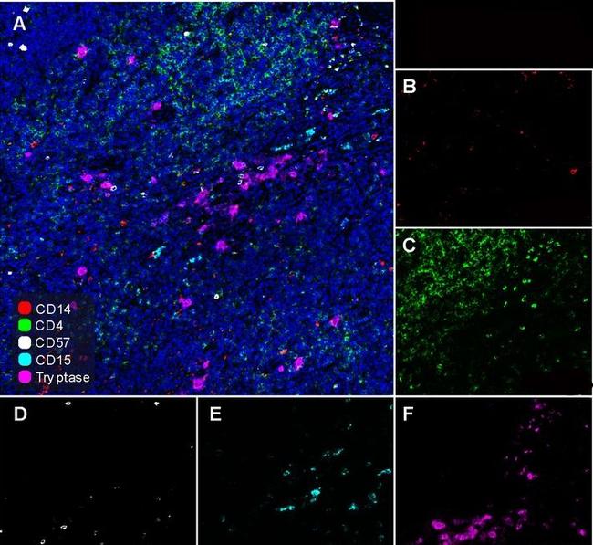 CD57 Antibody in Immunohistochemistry (Paraffin) (IHC (P))