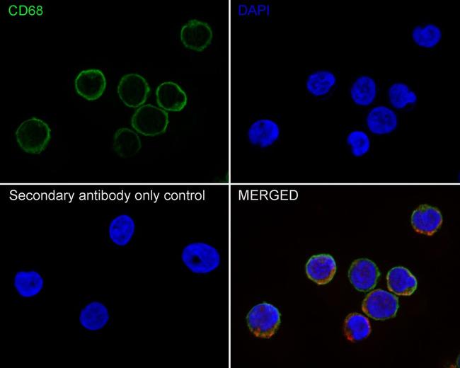 CD68 Antibody in Immunocytochemistry (ICC/IF)