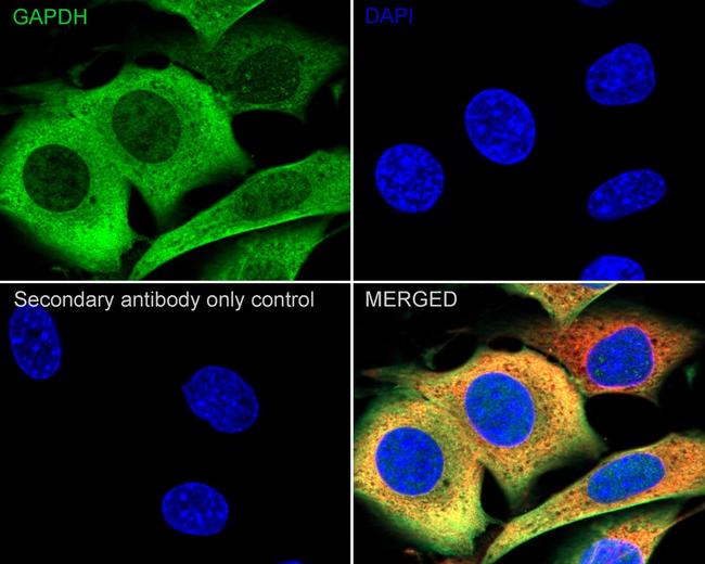 GAPDH Antibody in Immunocytochemistry (ICC/IF)