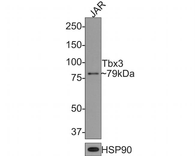 TBX3 Antibody in Western Blot (WB)