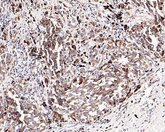 SPARC Antibody in Immunohistochemistry (Paraffin) (IHC (P))