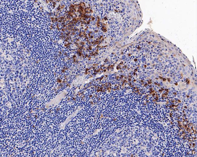 VIPR1 Antibody in Immunohistochemistry (Paraffin) (IHC (P))