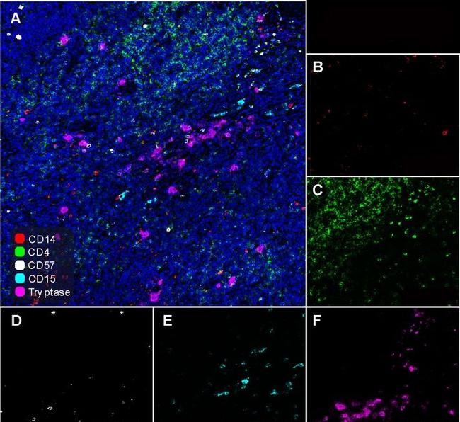 SSEA1 Antibody in Immunohistochemistry (Paraffin) (IHC (P))