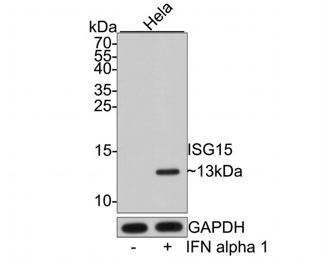 ISG15 Antibody in Western Blot (WB)