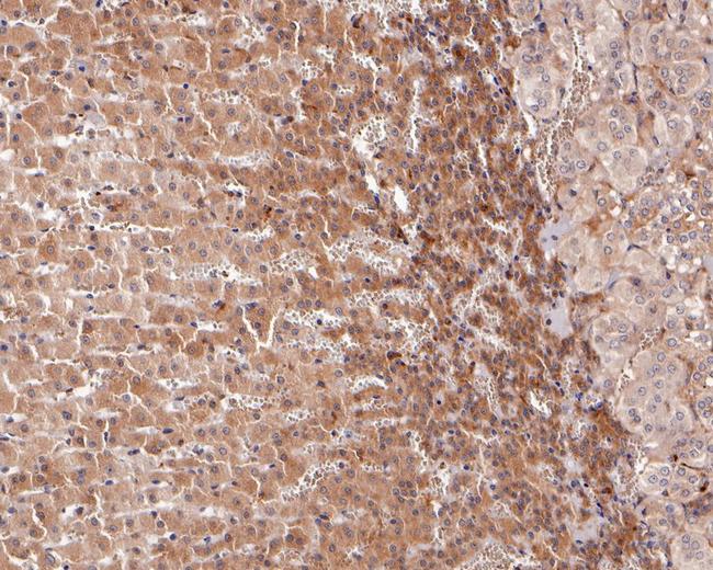 AOX1 Antibody in Immunohistochemistry (Paraffin) (IHC (P))