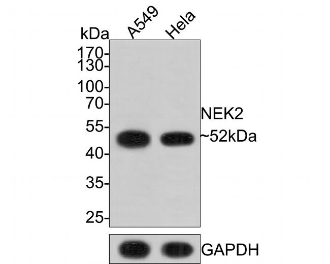 NEK2 Antibody in Western Blot (WB)