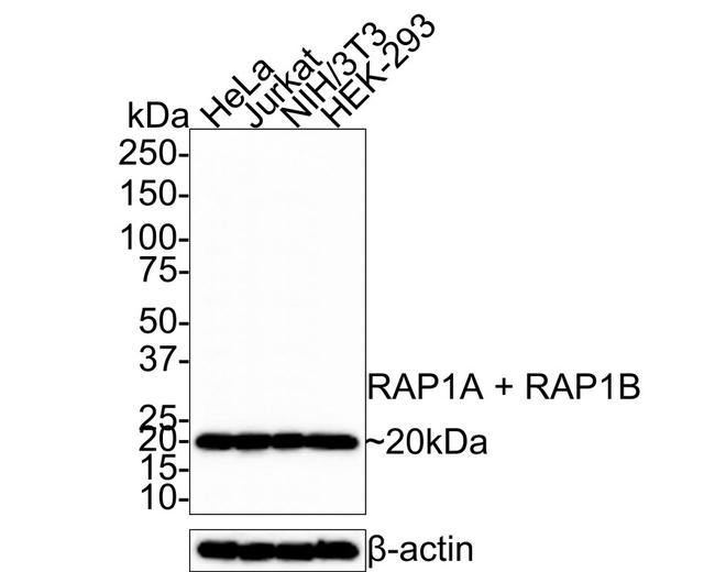 RAP1A/RAP1B Antibody in Western Blot (WB)