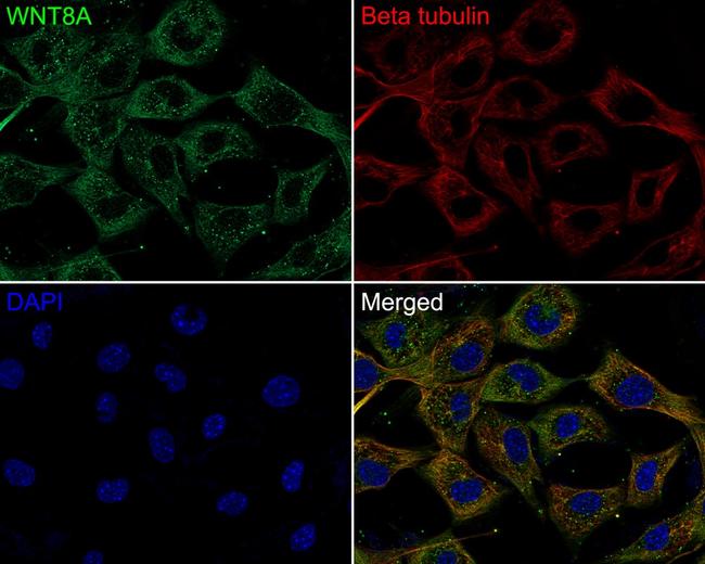 WNT8A Antibody in Immunocytochemistry (ICC/IF)