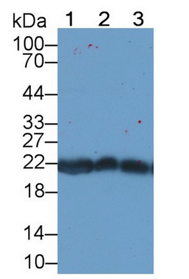 PRDX2 Antibody in Western Blot (WB)