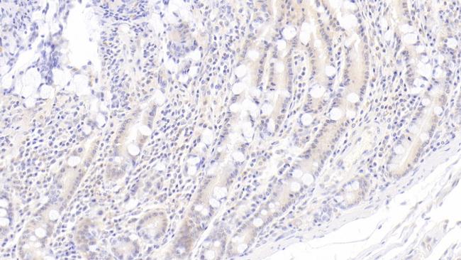 IDO Antibody in Immunohistochemistry (Paraffin) (IHC (P))