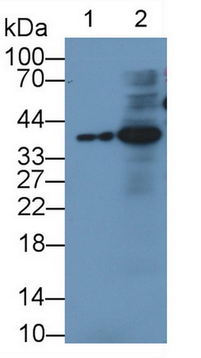 IGFBP3 Antibody in Western Blot (WB)