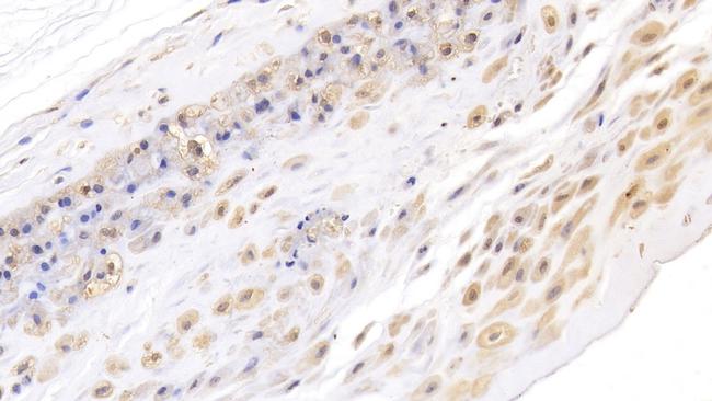 Ceruloplasmin Antibody in Immunohistochemistry (Paraffin) (IHC (P))