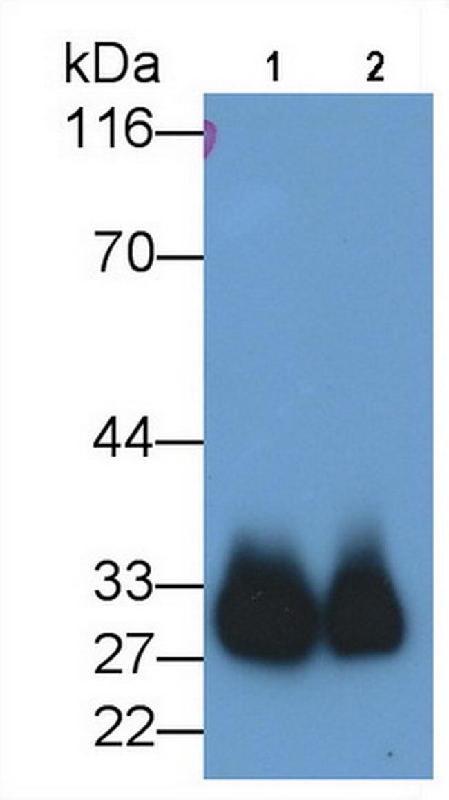 Azurocidin Antibody in Western Blot (WB)