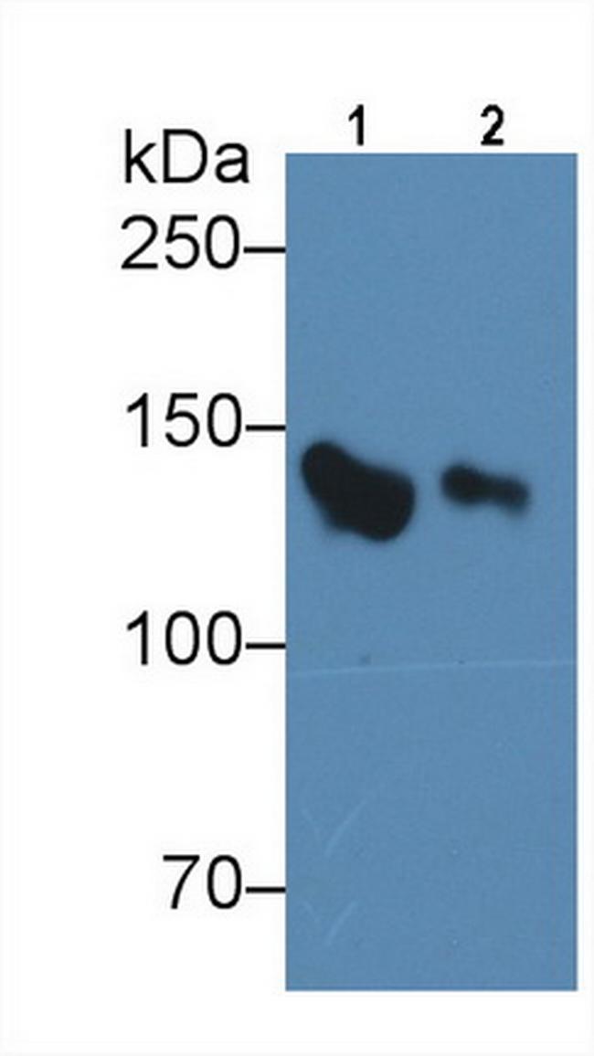 Complement Factor H Antibody in Western Blot (WB)