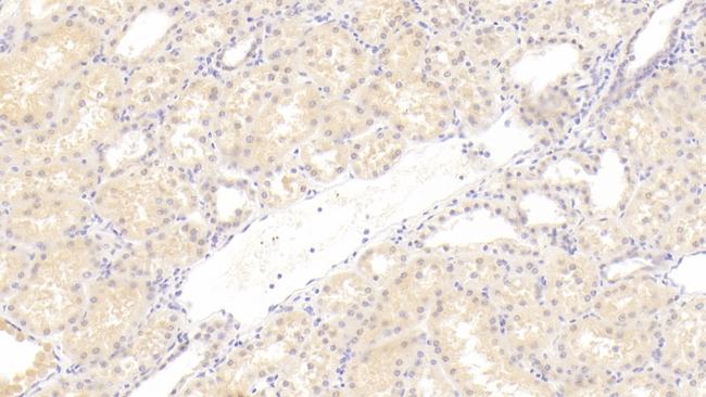 CTRP1 Antibody in Immunohistochemistry (Paraffin) (IHC (P))