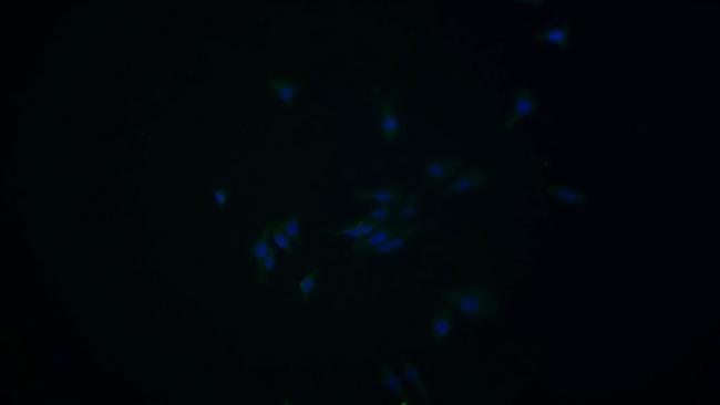 HPD Antibody in Immunocytochemistry (ICC/IF)