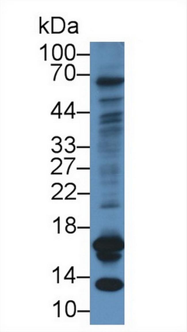 CGA Antibody in Western Blot (WB)